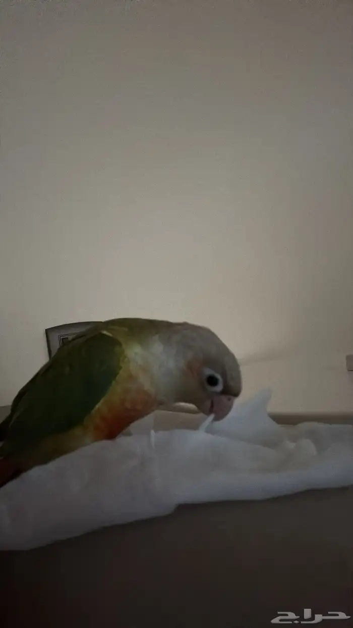 كنيور ضايع في الوسيطى 0