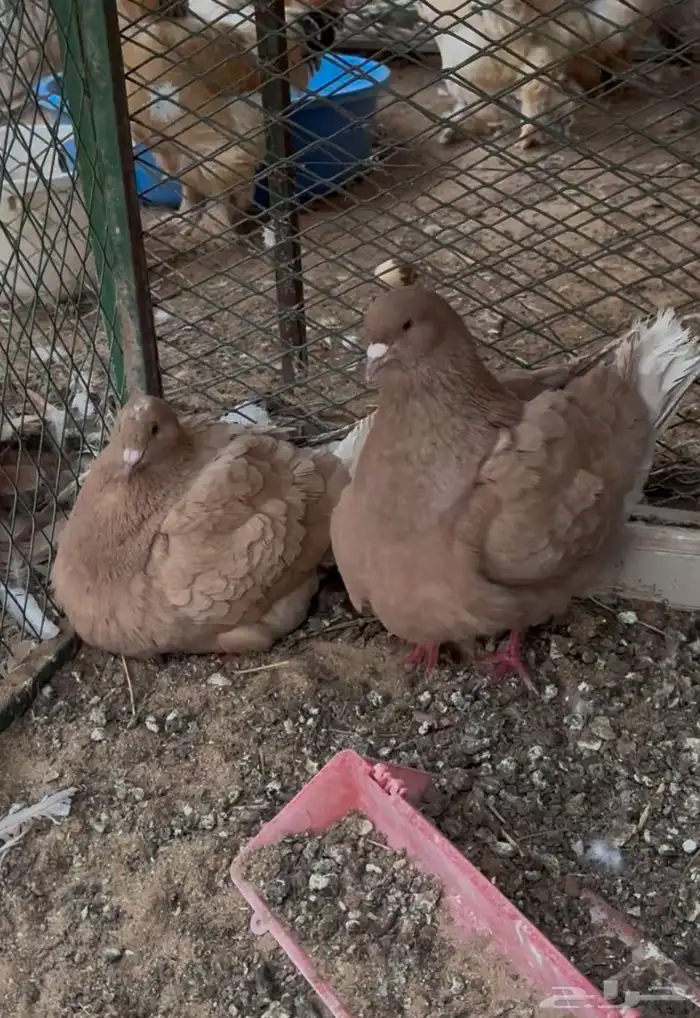 تم البيع 9