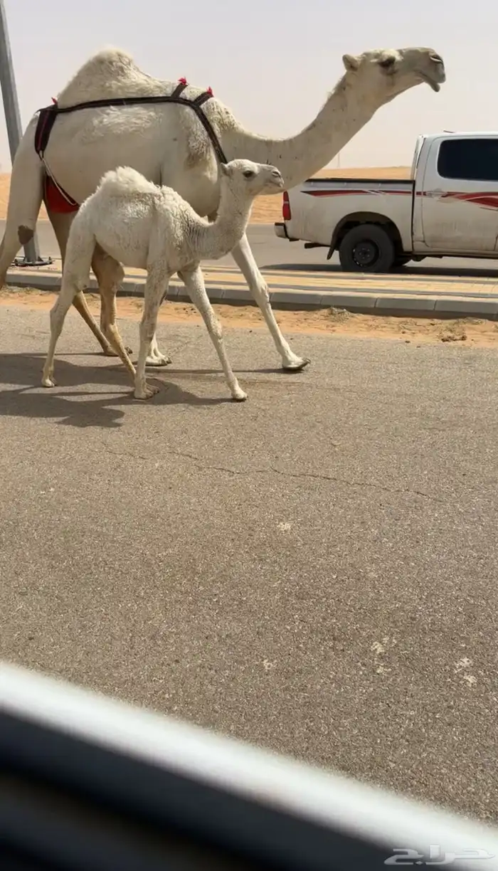خلفه بكر وضحاء جذعه حيسونيه 0