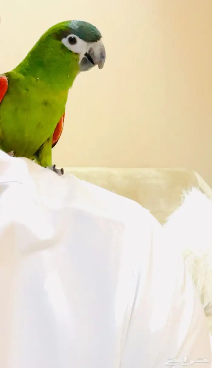 ببغاء ميني مكاو متكلم والييف تم البيع 0