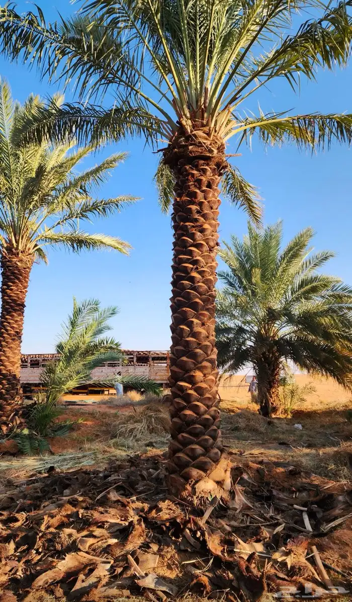 تبحث عن نخل  شبك  شتلات  أشجار مثمرة أو زينة بيع وجميع الان 38