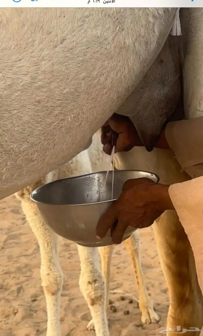 خلفه بكر وضحاء جذعه حيسونيه 3