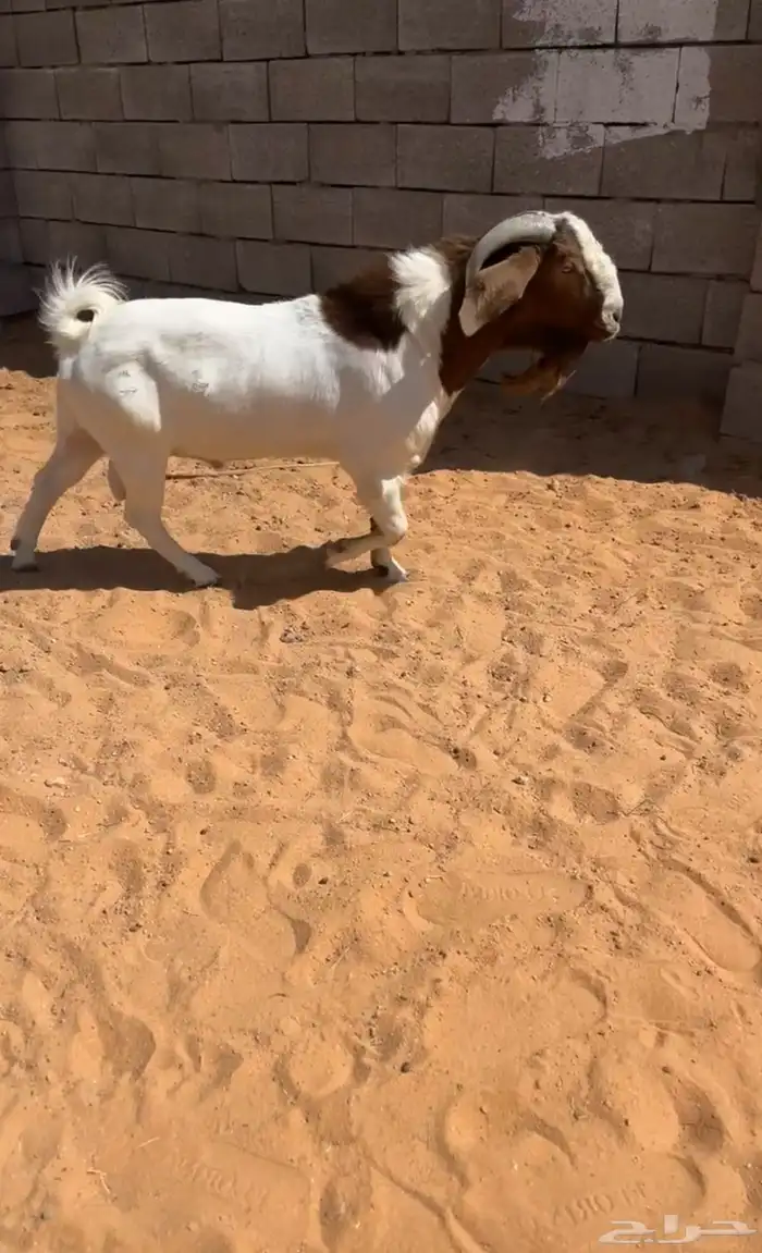تيس فحل بورقت مستهب وحار 0