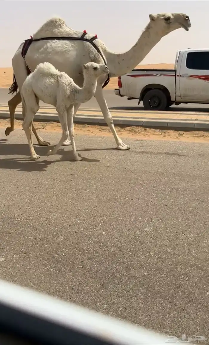 خلفه بكر وضحاء جذعه حيسونيه 1