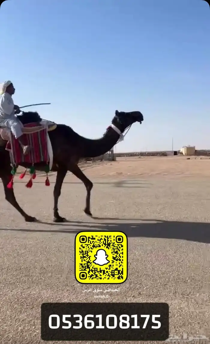 رحول طوع تمم الببيع 0