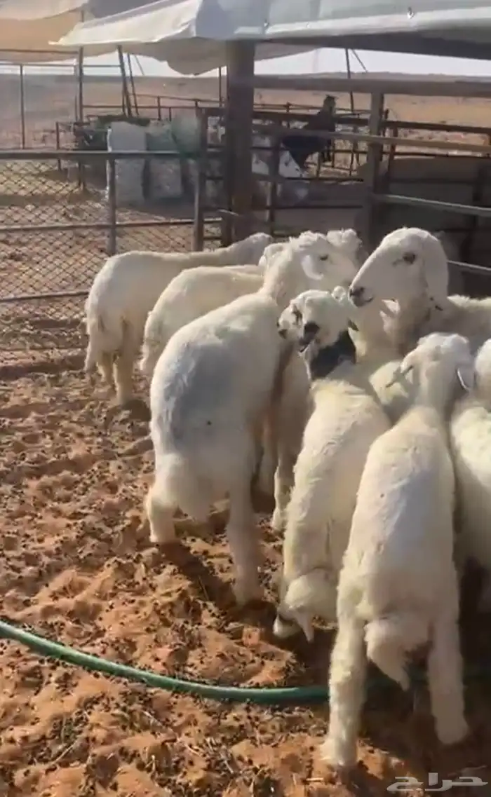 حري هرافا بريه مغلقه 1