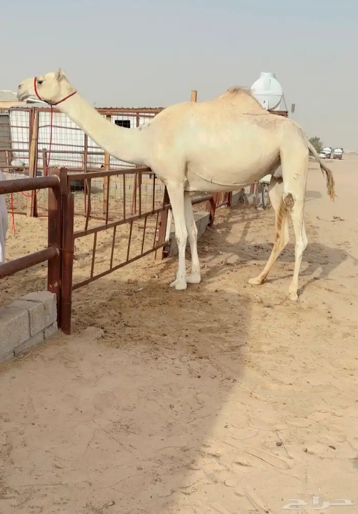 لقحه كفو وعليها وسم الخيارين 0