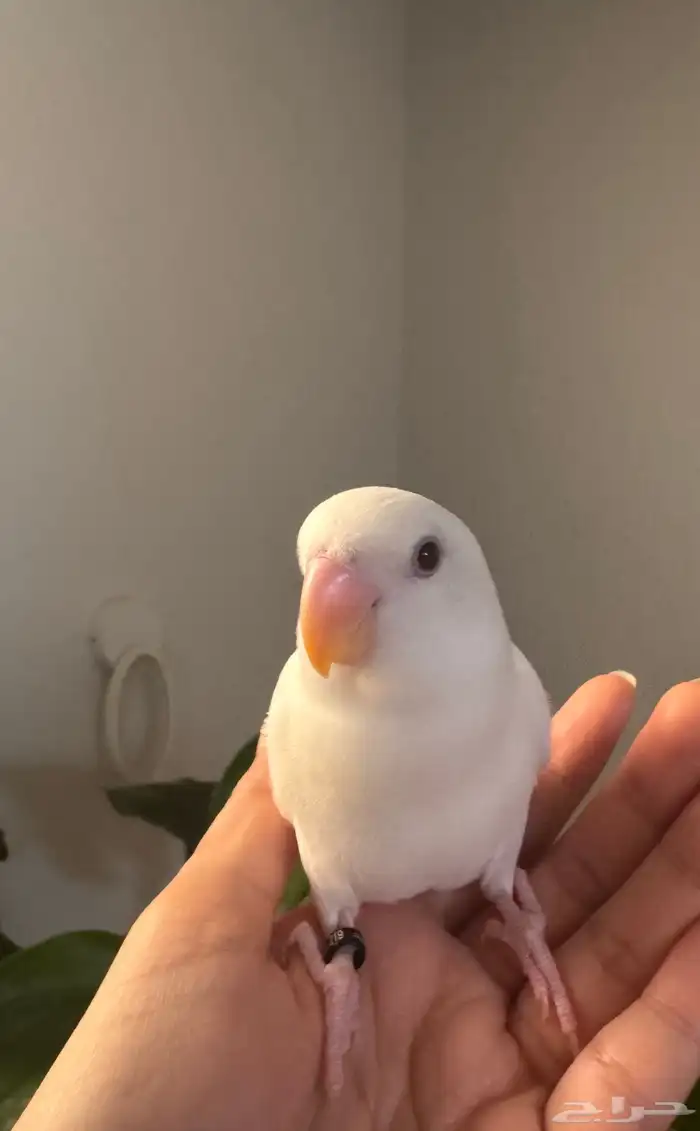 فرخ روز البينو مفطوم و اليف جدااا تم البيع 2