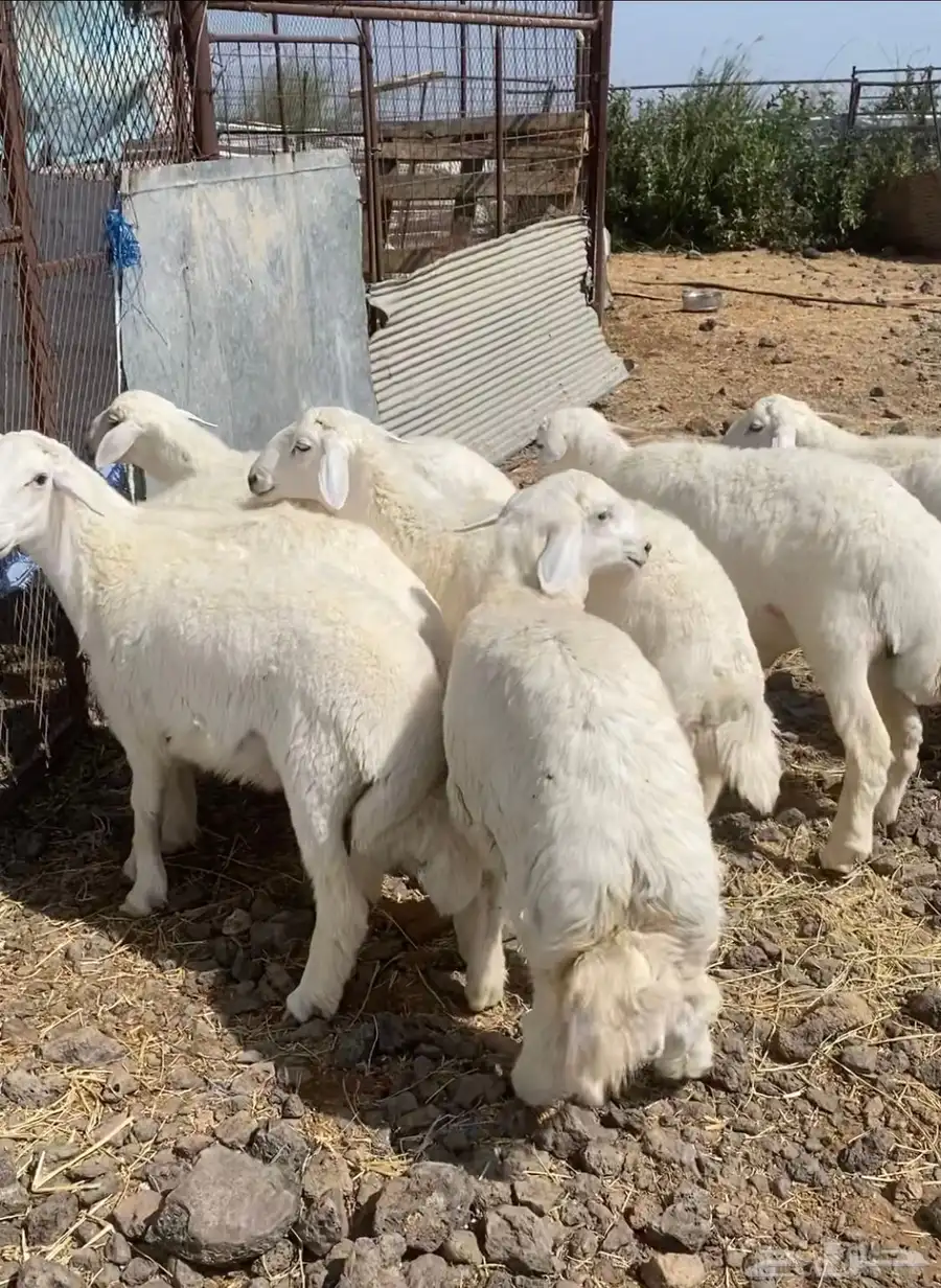 خرفان حريه ذبايح شحم 3