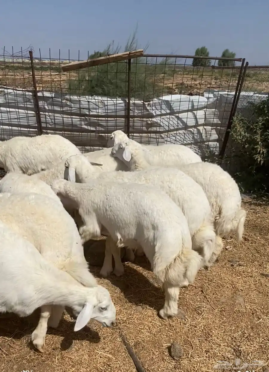 خرفان حريه ذبايح شحم 1