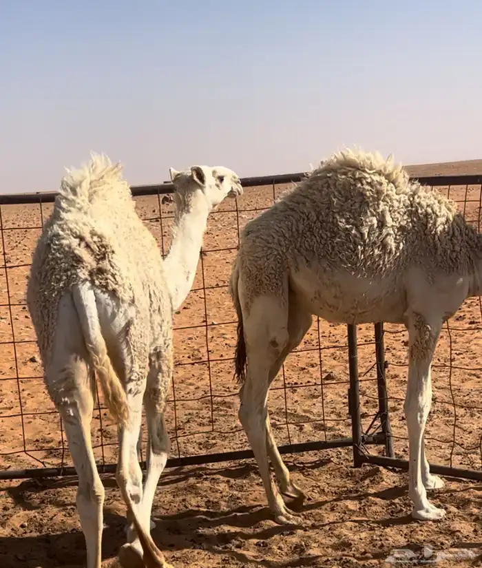 الموقع مشذوبه ولا يسوم الا صامل 0