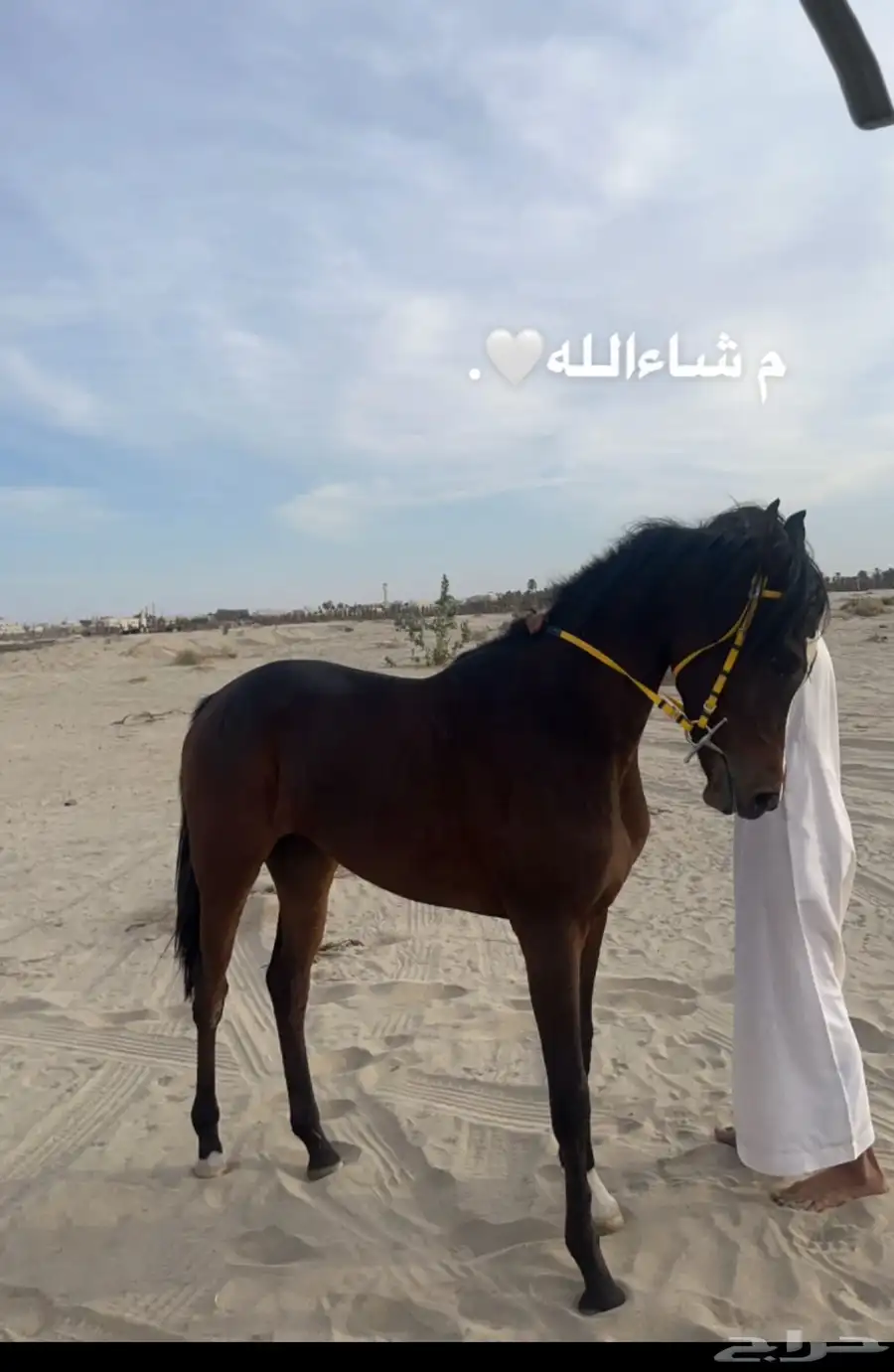حصان شعبي كفو 0