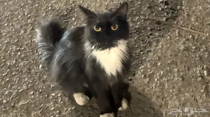 قطوه مروج الامير 0