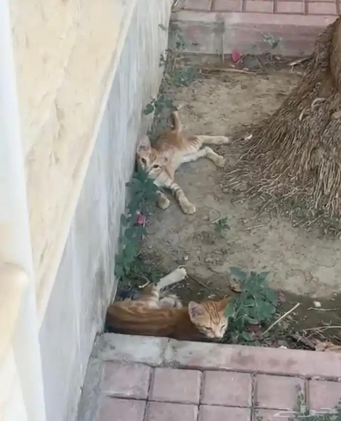 كيتن قطط صغيره للتبني 0