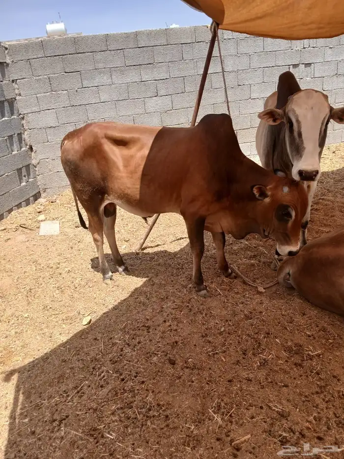 حسلان بلدي شرط 1