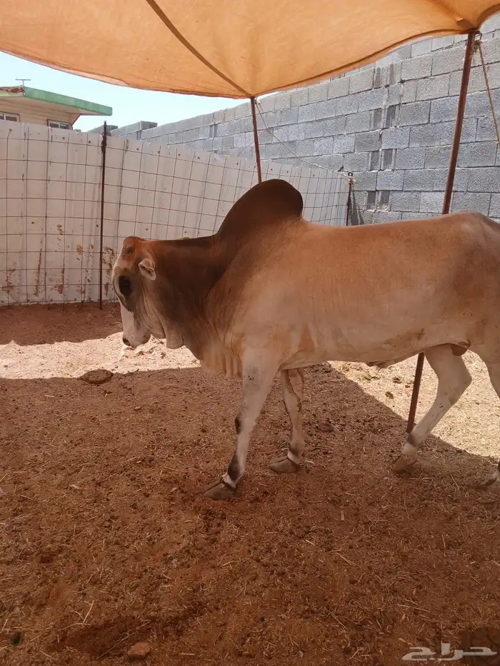 حسلان بلدي شرط 5