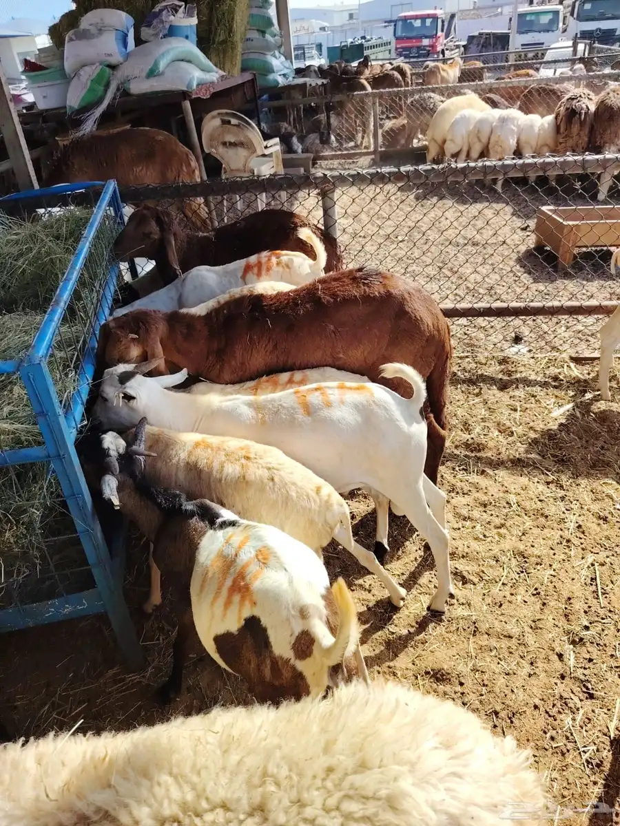 سواكن وبرابر اسعار خااصه للجمله من اول 5 روس 1