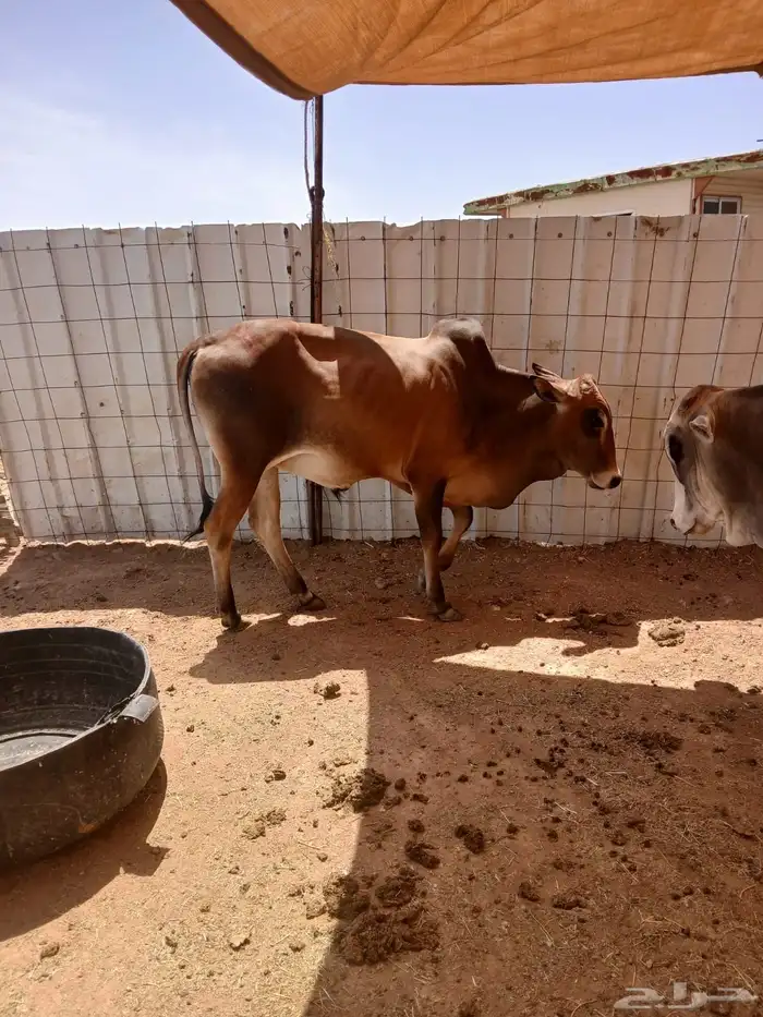 حسلان بلدي شرط 3