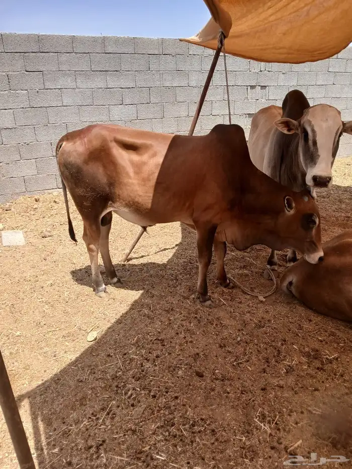 حسلان بلدي شرط 0