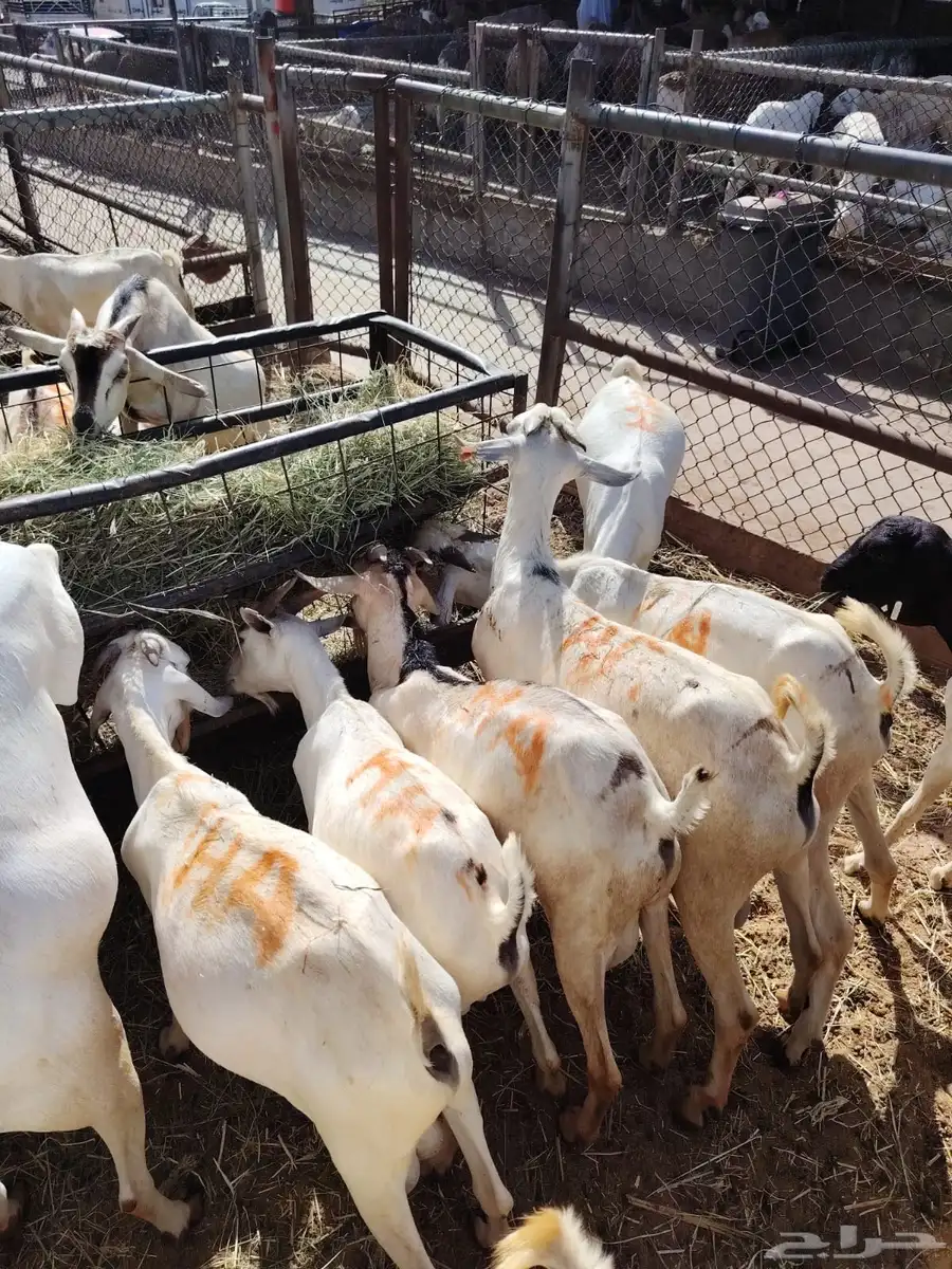 سواكن وبرابر اسعار خااصه للجمله من اول 5 روس 0
