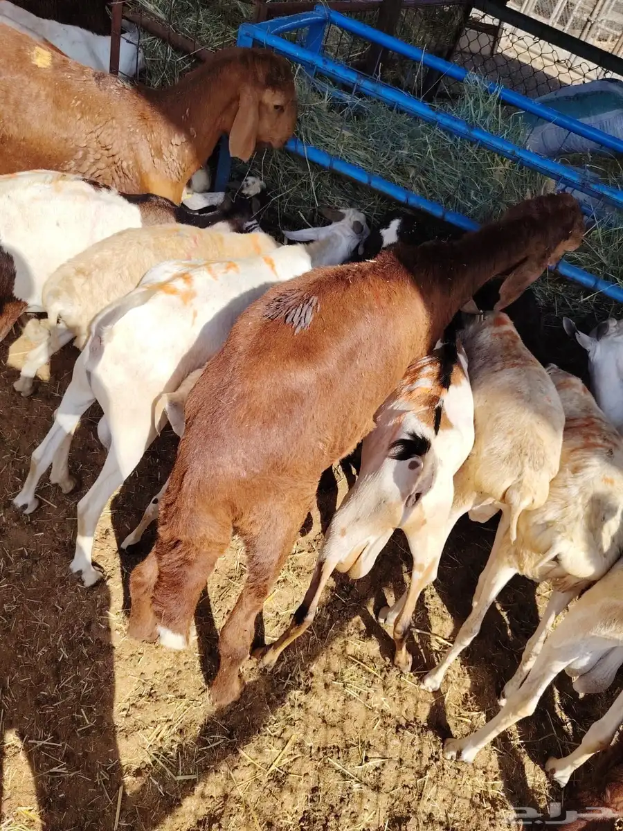 سواكن وبرابر اسعار خااصه للجمله من اول 5 روس 3