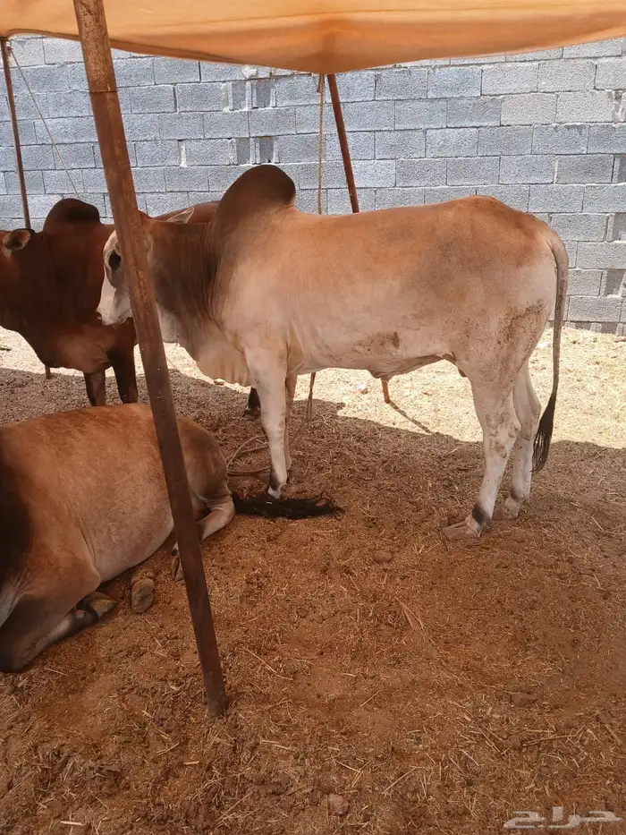 حسلان بلدي شرط 4