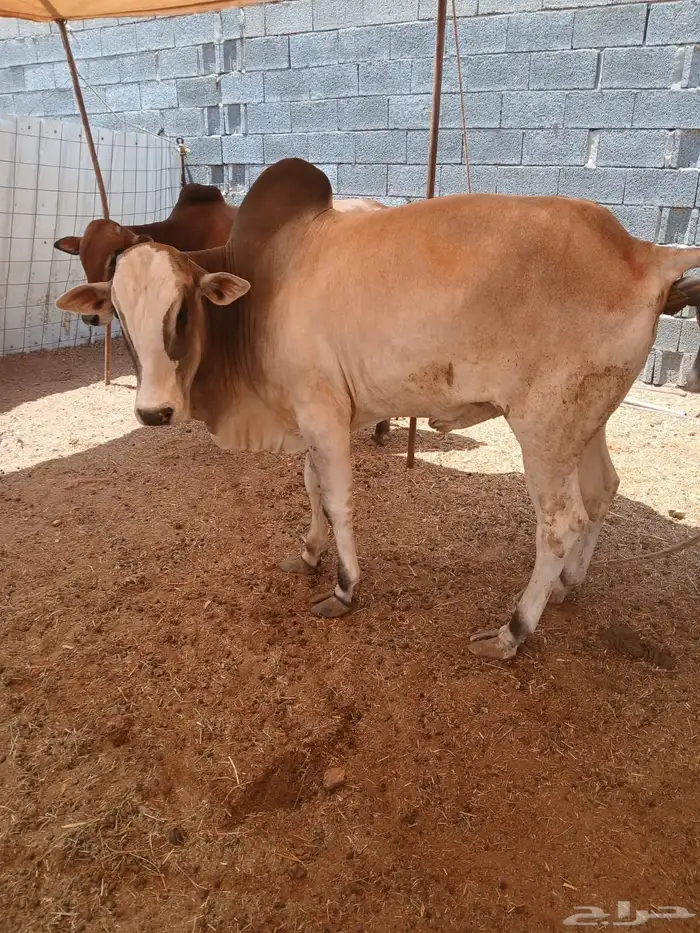 حسلان بلدي شرط 2