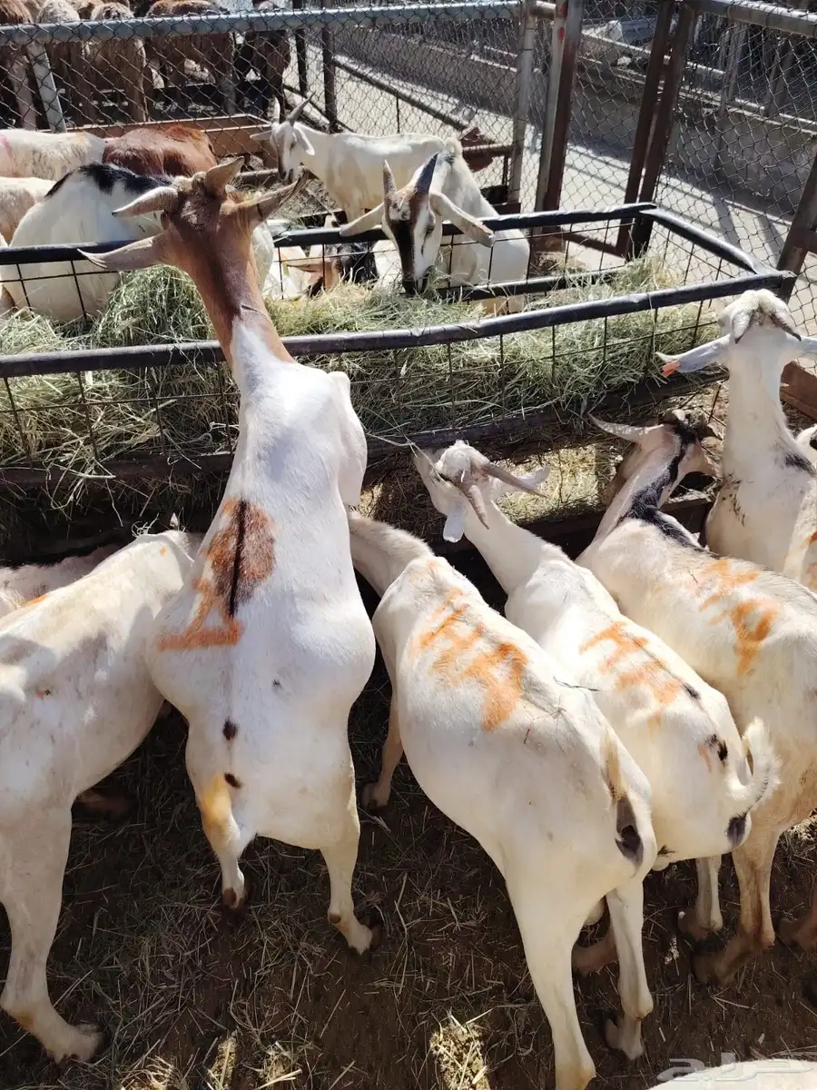 سواكن وبرابر اسعار خااصه للجمله من اول 5 روس 5