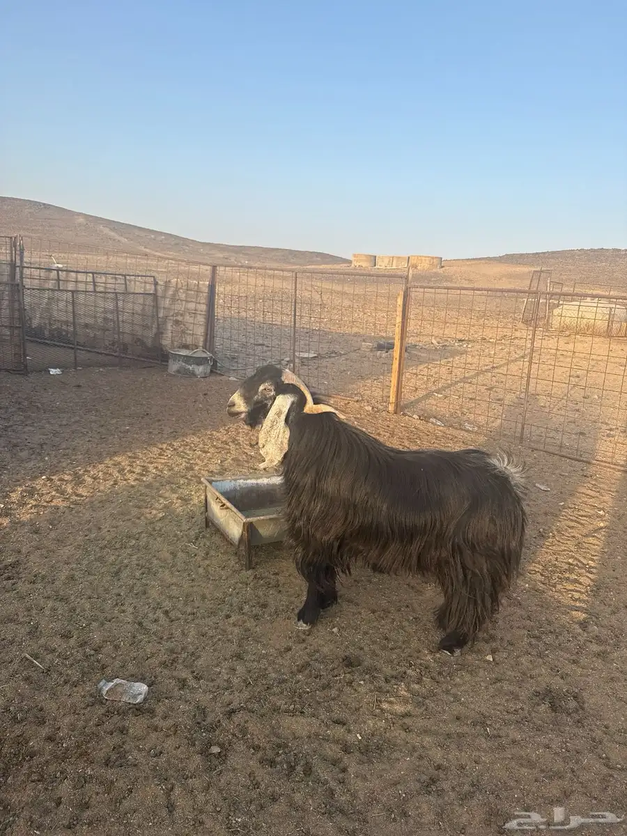 تيس عارضي للبيع ثني 4