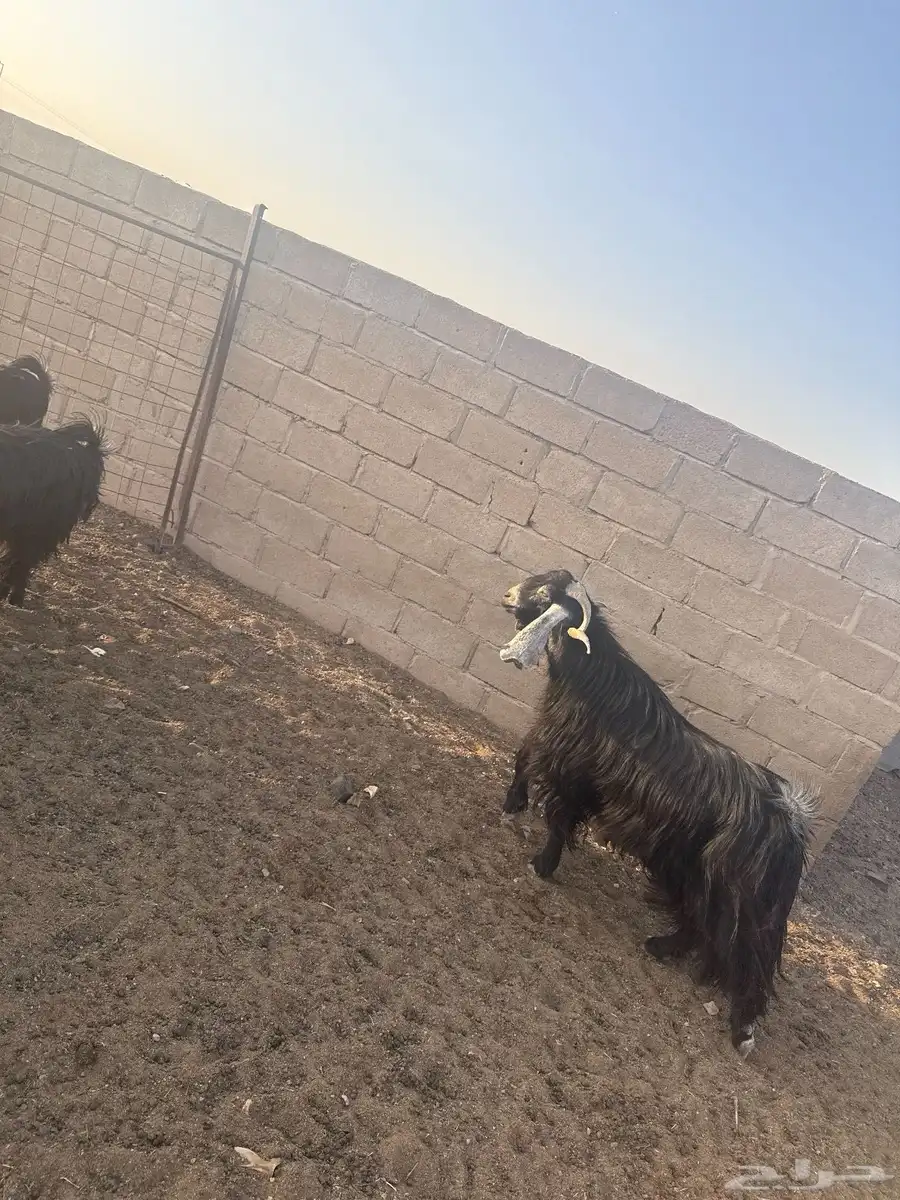 تيس عارضي للبيع ثني 1