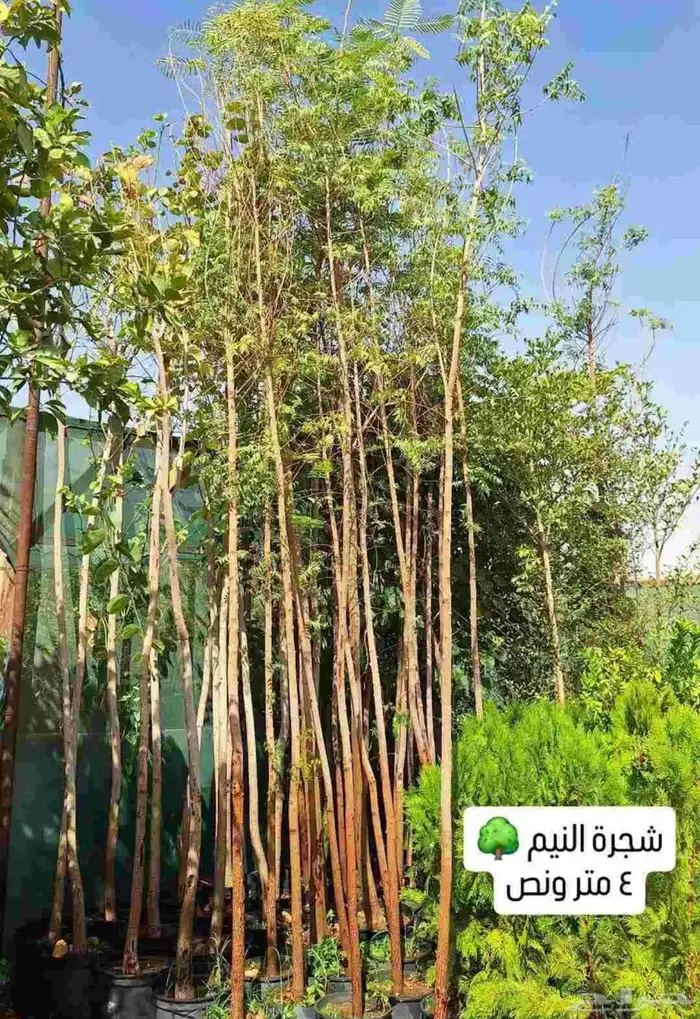 تبحث عن نخل  شبك  شتلات  أشجار مثمرة أو زينة بيع وجميع الان 14