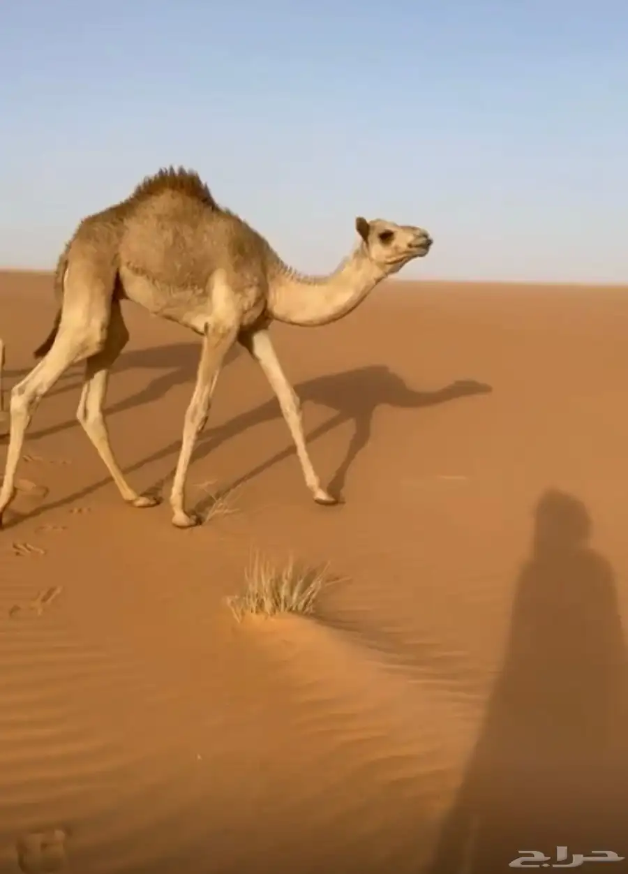 قعود 0