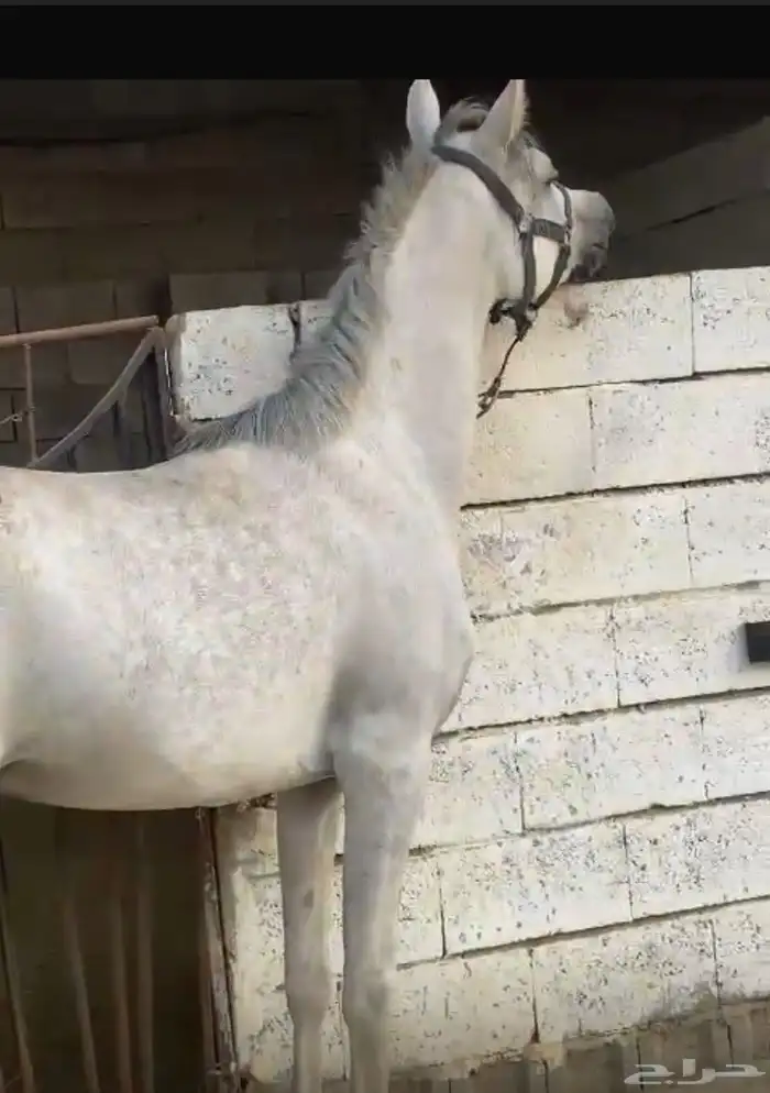 حصان_خيل_فرس_امهار_للبيع الي صامل فقط يتواصل 0