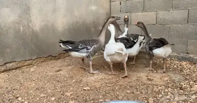 وز عراقي هجين عراقي فروخ 1