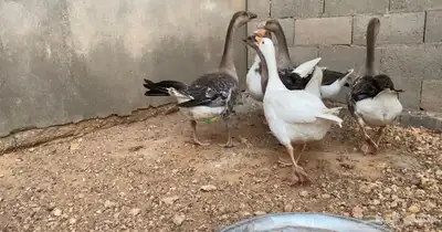 وز عراقي هجين عراقي فروخ 2