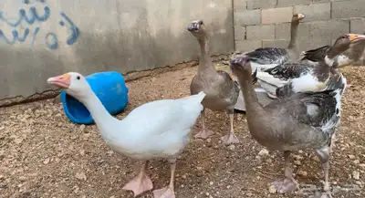 وز عراقي هجين عراقي فروخ 0