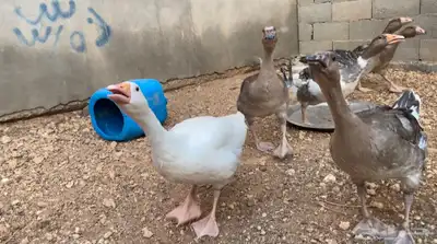 وز عراقي هجين عراقي فروخ 3