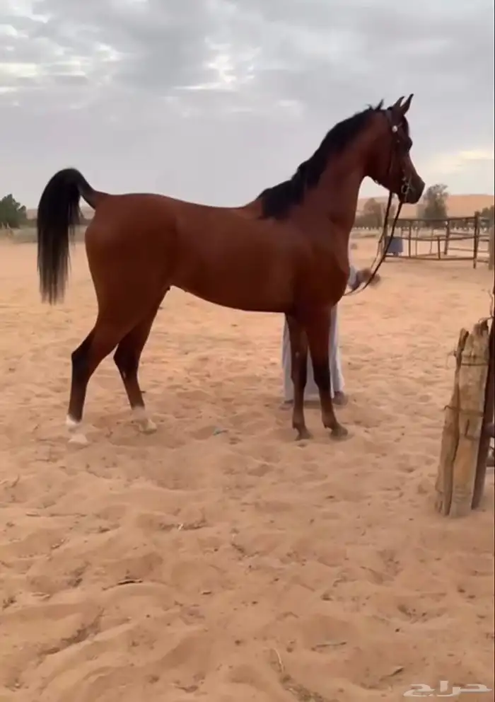 حصان واهو 2