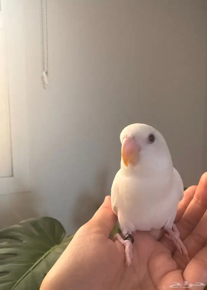 فرخ روز البينو مفطوم و اليف جدااا تم البيع 0