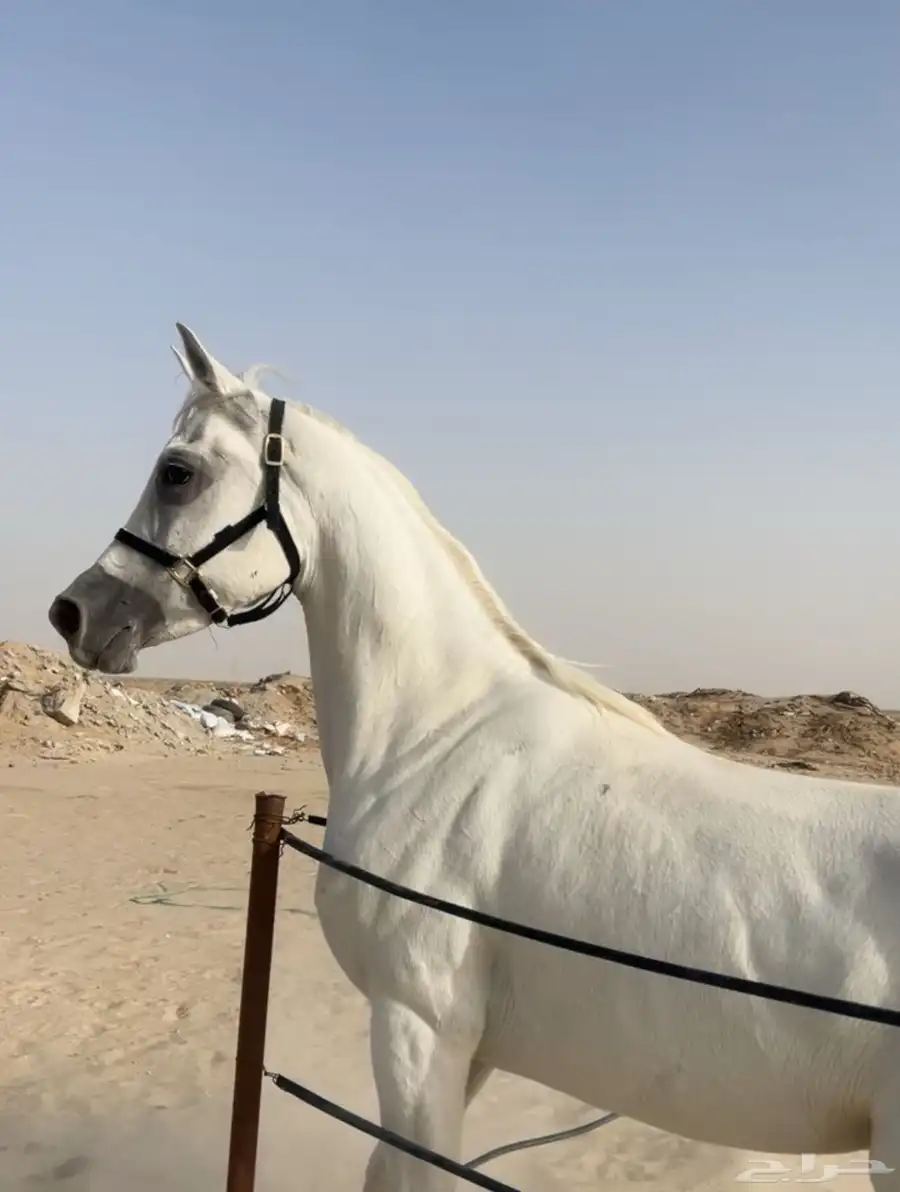 فرس واهو للبيع 2