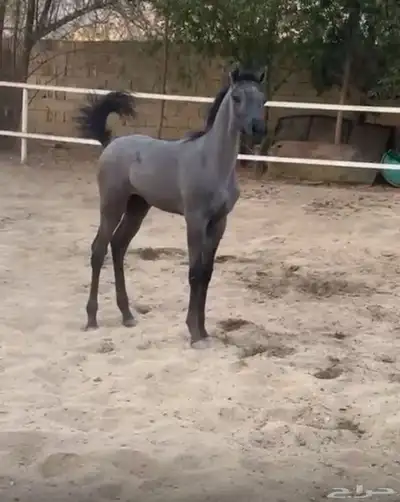 للبيع مهره شعبيه موجود تابي وتمارا بي 4500 ريال 0