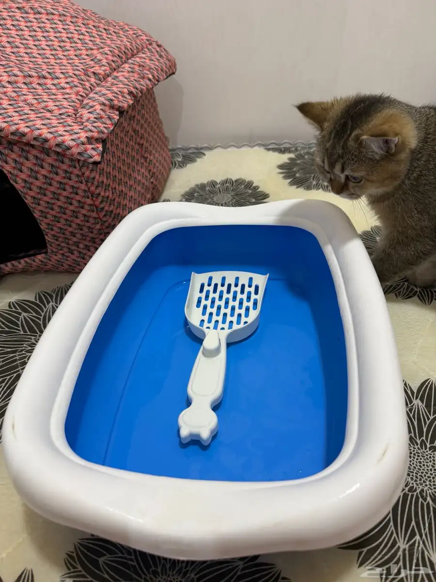 cat house and litter box 7