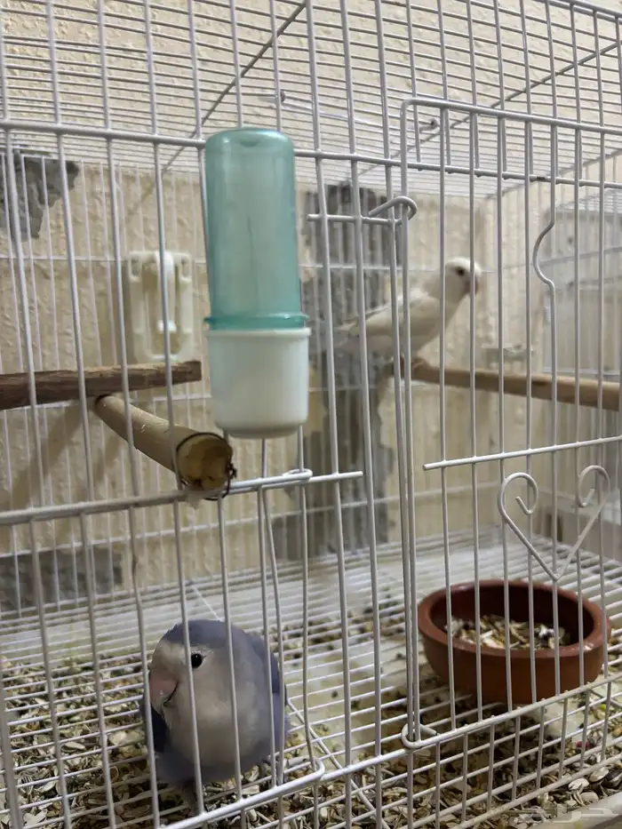 جوز روز البينو وفايلوت 3