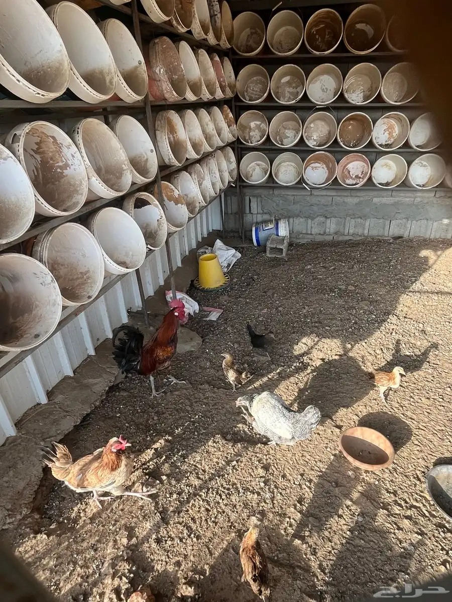 دجاج حمام 30