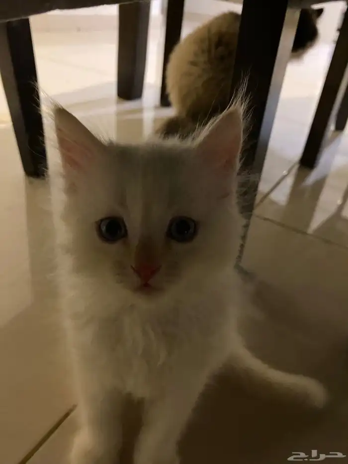 قطط لتبني فقط 3