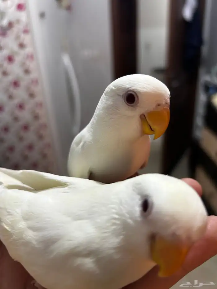 فروخ روز البينو اليفه مفطومه ((تم البيع)) 0