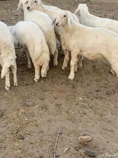 خرفان شعره وطرف 3