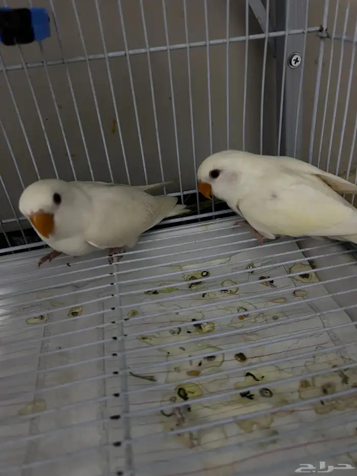 فروخ روز البينو اليفه مفطومه ((تم البيع)) 5