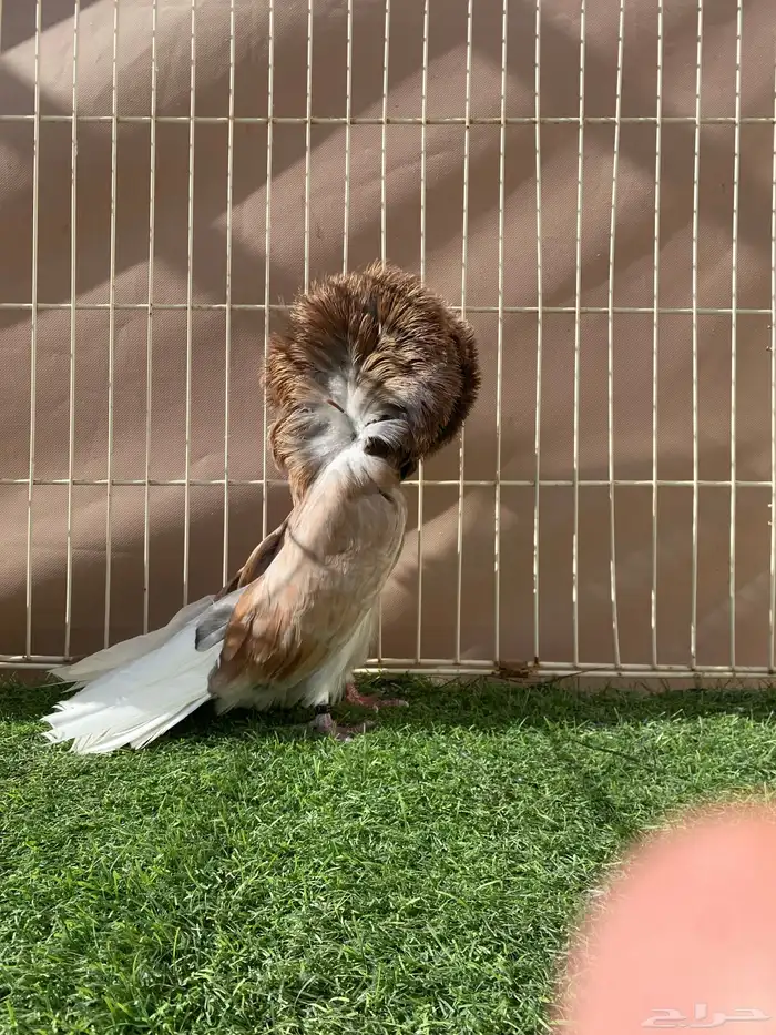 حمام زينة للبيع كشكي جاكوبين دمستك 2