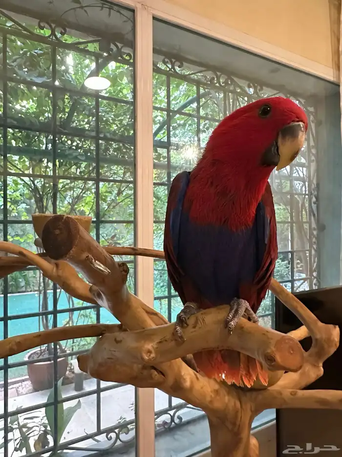 ببغاء انثى اكليكتوس 2